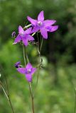 Campanula patula