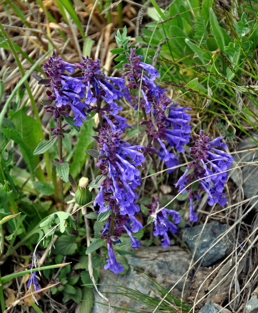 Image of Dracocephalum nutans specimen.