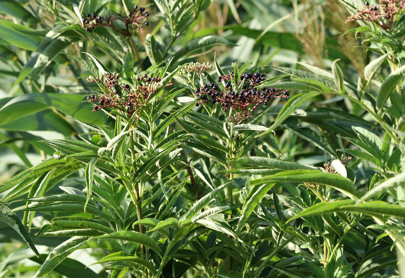 Изображение особи Sambucus ebulus.