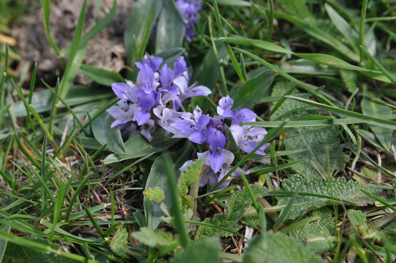 Изображение особи Lagotis stolonifera.