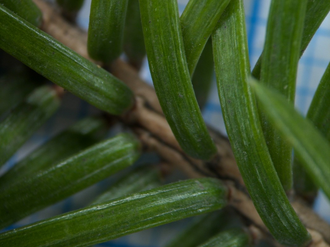 Изображение особи Picea ajanensis.