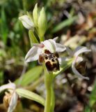 Ophrys umbilicata