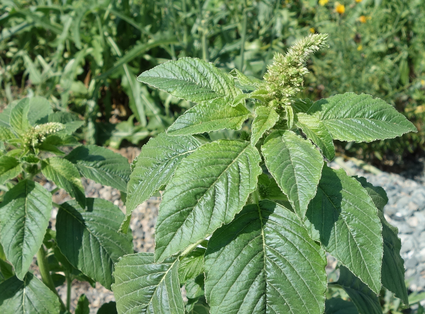 Изображение особи Amaranthus retroflexus.