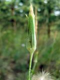 Tragopogon ucrainicus