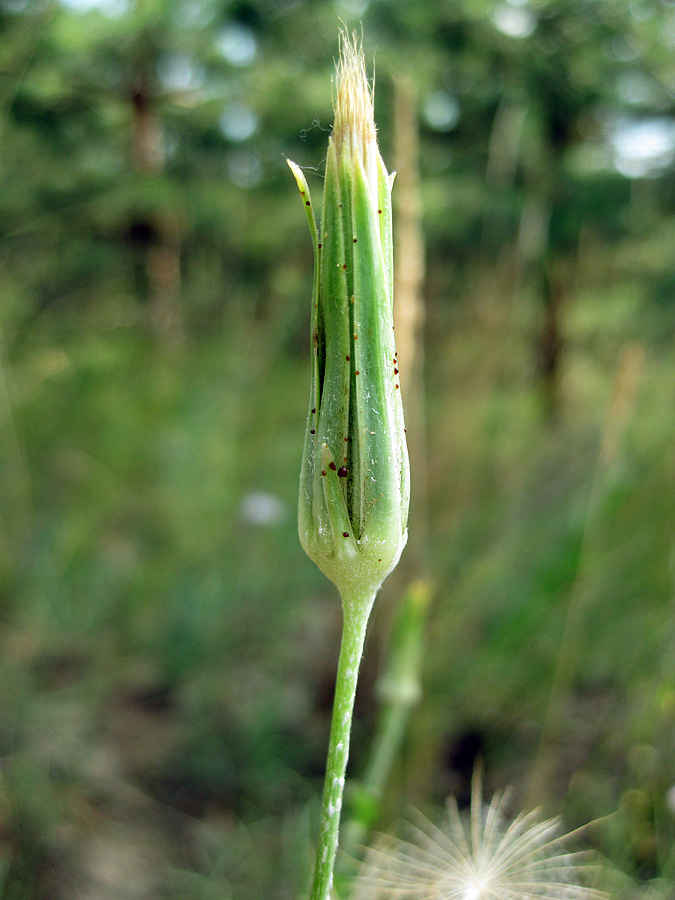 Изображение особи Tragopogon ucrainicus.