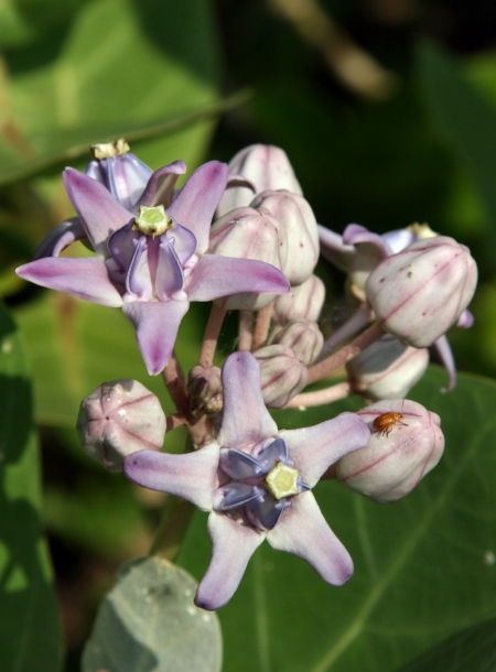 Image of Calotropis gigantea specimen.