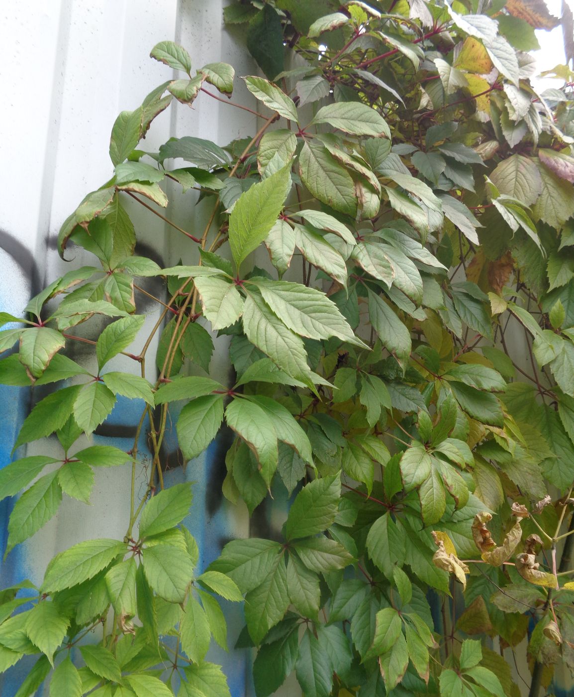 Image of genus Parthenocissus specimen.