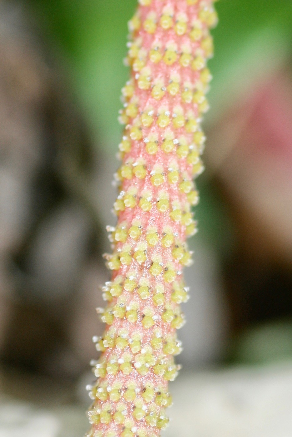 Изображение особи Peperomia areolata.