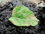 Lapsana communis