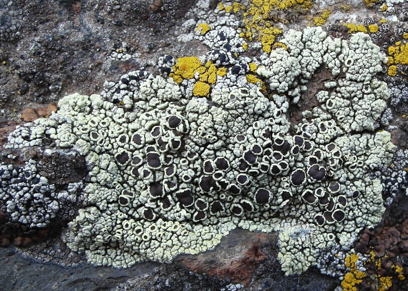 Изображение особи Lecanora argopholis.