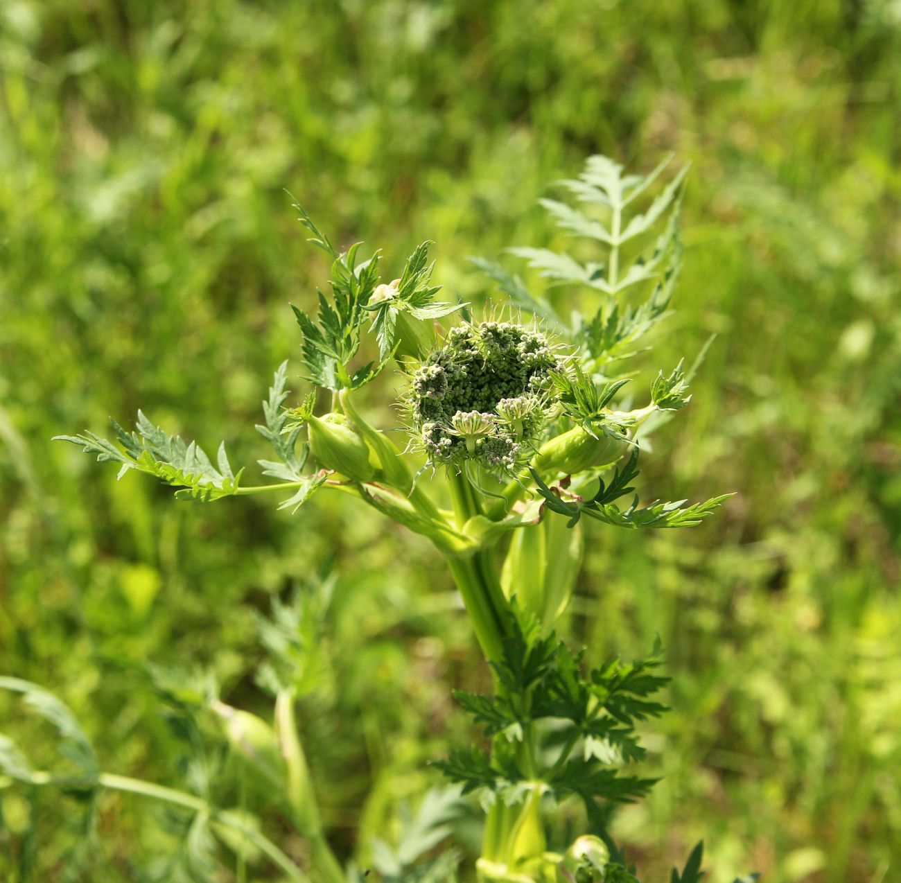 Image of Seseli libanotis specimen.