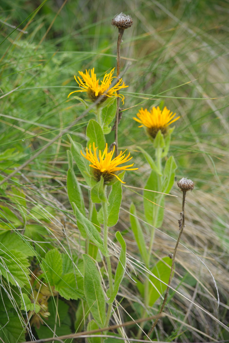 Изображение особи Inula orientalis.