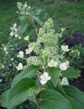 Hydrangea paniculata