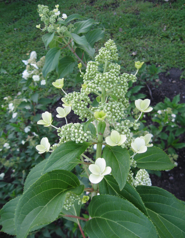 Image of Hydrangea paniculata specimen.