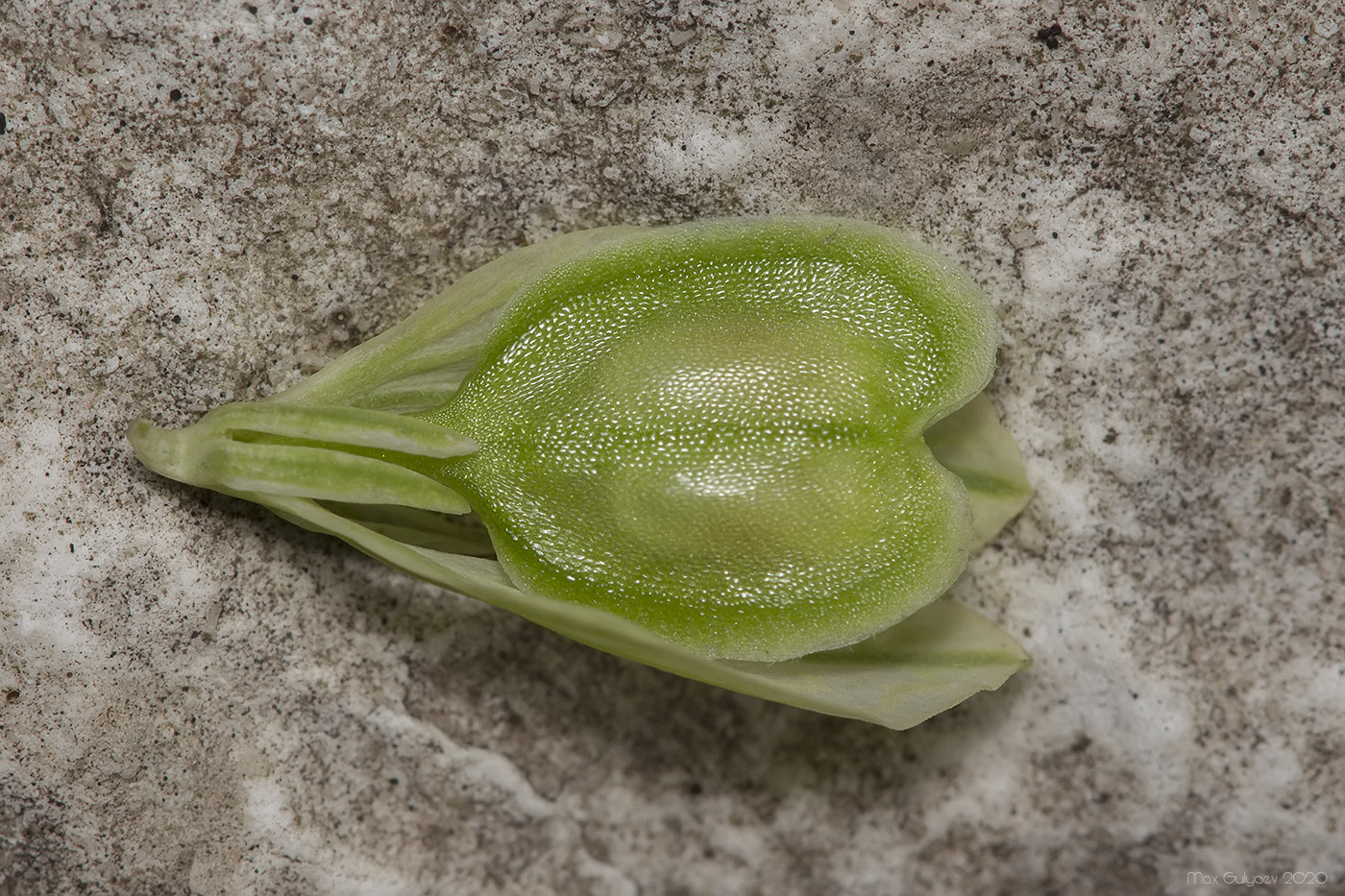 Image of Polygala major specimen.