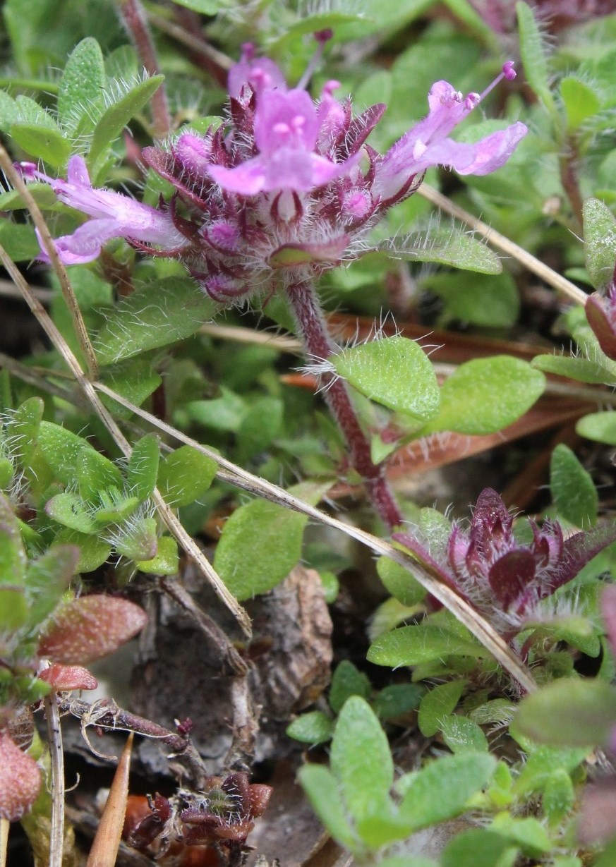 Image of Thymus paucifolius specimen.