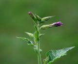 Nicotiana alata