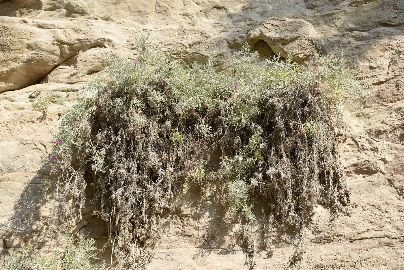 Image of Centaurea akamantis specimen.