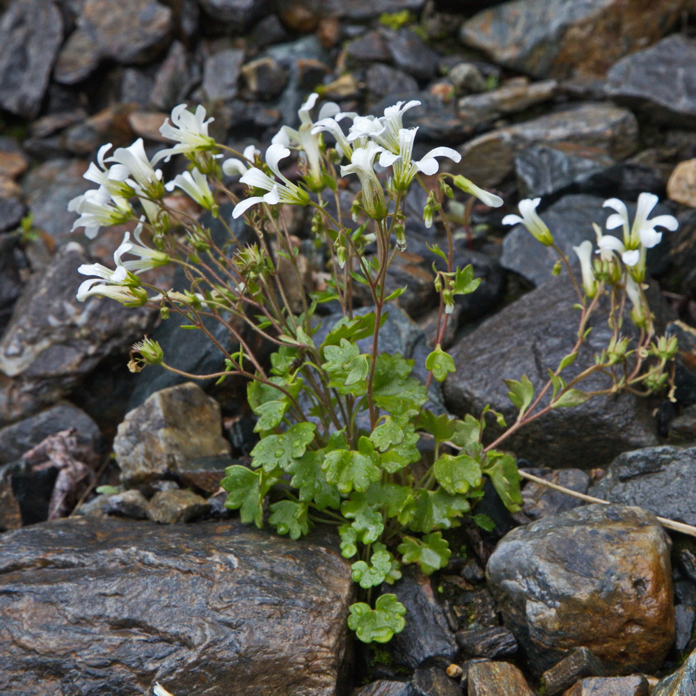 Image of Saxifraga sibirica specimen.