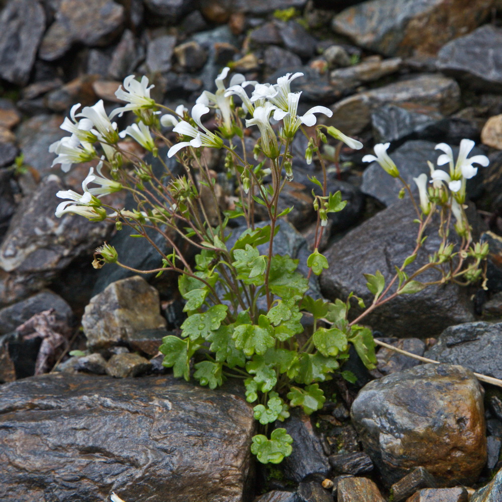 Изображение особи Saxifraga sibirica.