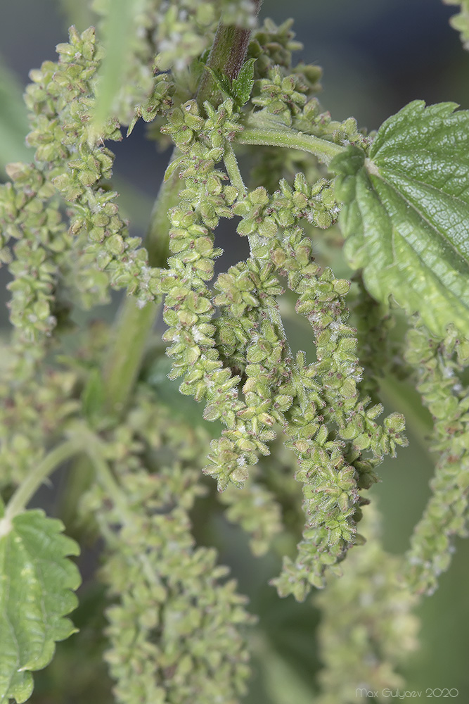 Image of Urtica dioica specimen.