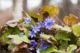 Hepatica nobilis. Цветущие растения. Ленинградская обл., Ломоносовский р-н, долина р. Шингарка, берег ручья, закустаренный разнотравный луг. 18.04.2020.