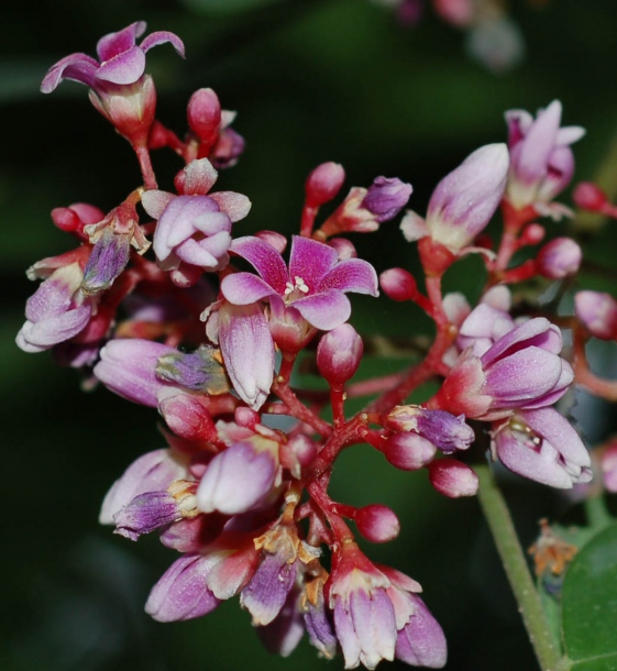 Image of Averrhoa carambola specimen.