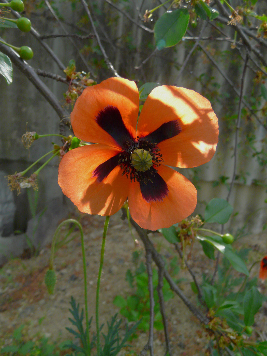 Изображение особи Papaver stevenianum.