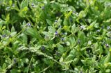 Asperugo procumbens