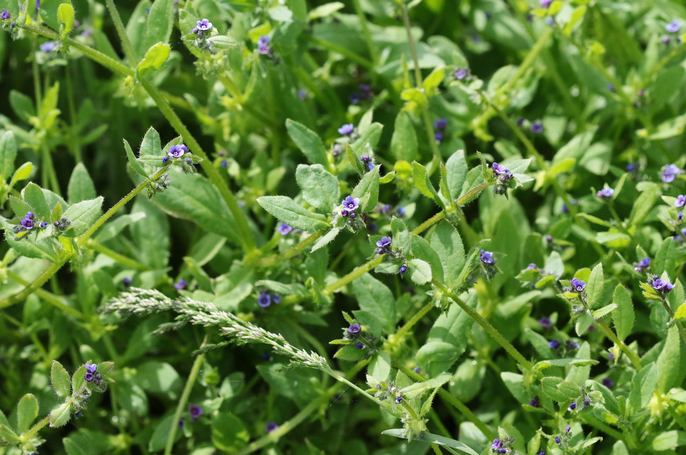 Image of Asperugo procumbens specimen.