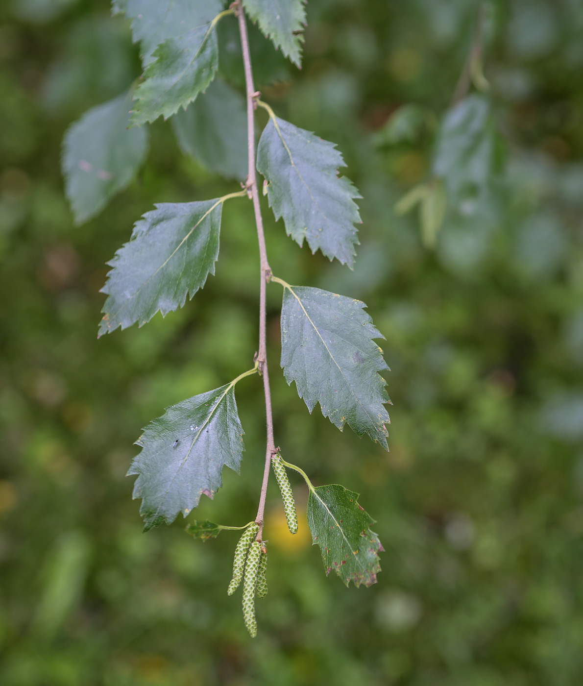 Изображение особи род Betula.