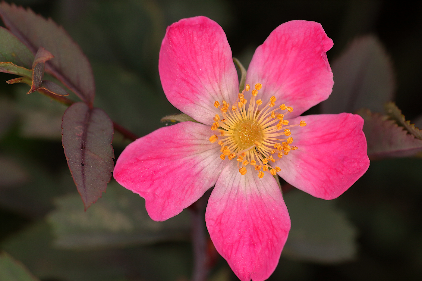 Изображение особи Rosa glauca.