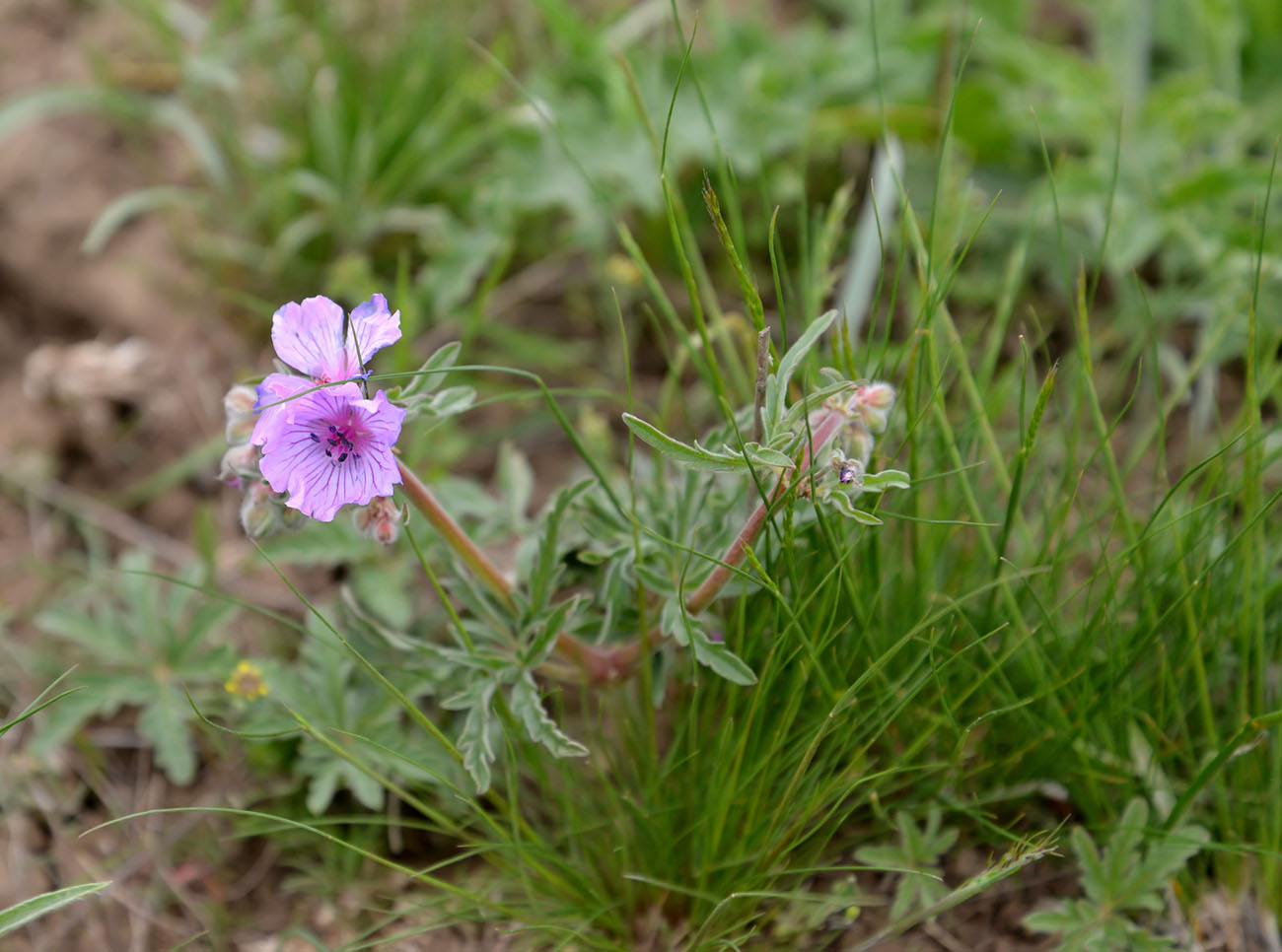 Image of Geranium tuberosum specimen.