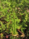 Dysphania botrys
