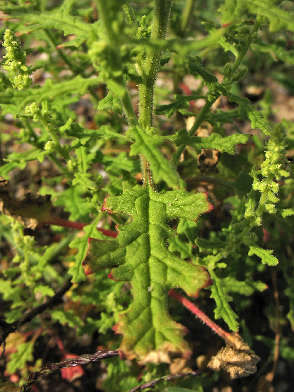 Image of Dysphania botrys specimen.