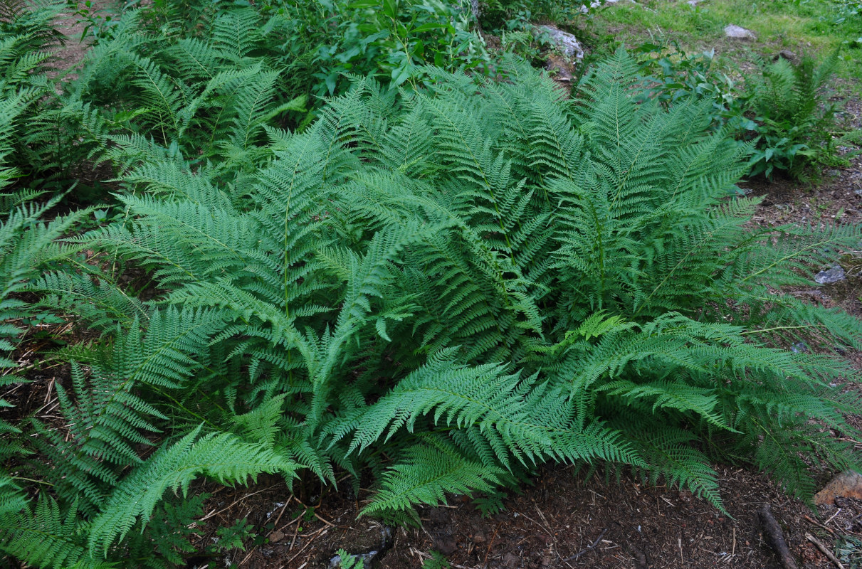 Image of Athyrium filix-femina specimen.