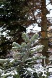 Abies nephrolepis. Веточка. Санкт-Петербург, Петроградский р-н, Ботанический сад им. Петра Великого, в культуре. 16.01.2021.