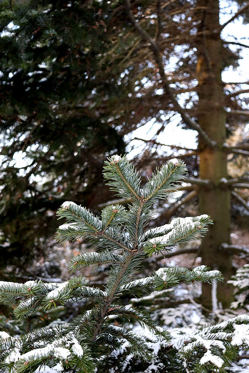 Изображение особи Abies nephrolepis.