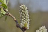 Salix schwerinii