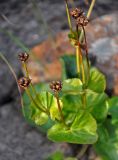 Caltha palustris. Верхушки побегов со вскрывшимися плодами. Челябинская обл., Катав-Ивановский р-н, долина р. Тюлюк, прибрежный галечник. 19.07.2020.