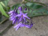 Solanum kitagawae