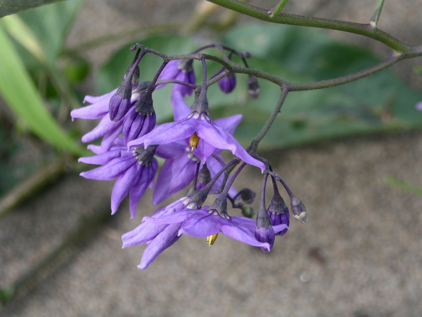 Изображение особи Solanum kitagawae.