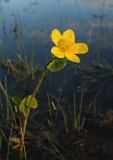 genus Caltha