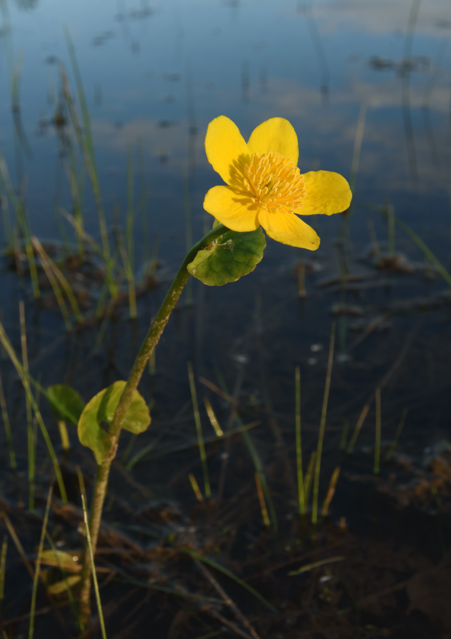 Изображение особи род Caltha.