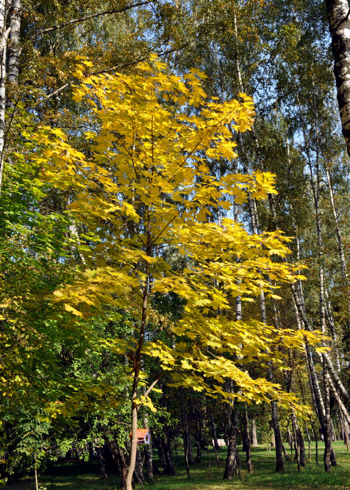 Image of Acer platanoides specimen.