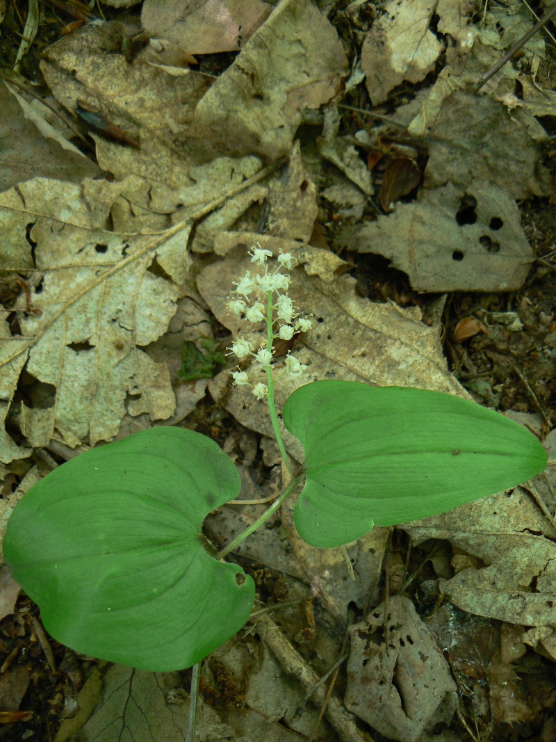 Изображение особи Maianthemum bifolium.