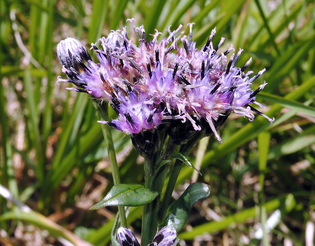 Image of Saussurea parviflora specimen.