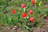 Tulipa suaveolens