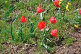 Tulipa suaveolens. Цветущие растения. Калмыкия, окр. г. Элиста, степь. 20.04.2021.