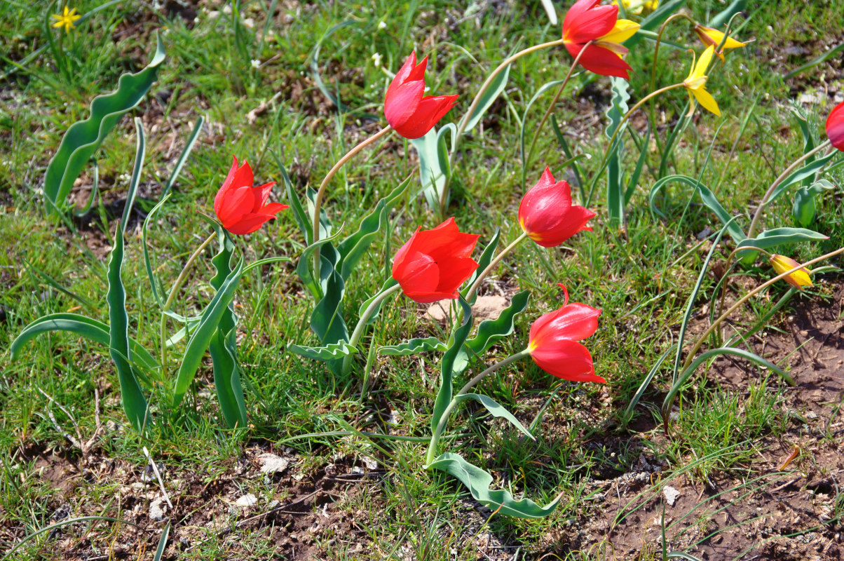 Изображение особи Tulipa suaveolens.